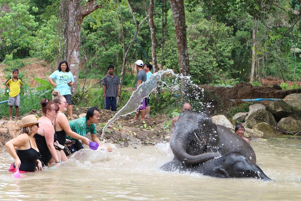 Elephant Retirement Park Phuket – Where Elephants Can Be Elephants!